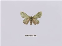 藏品(綠蟻舟蛾)的圖片